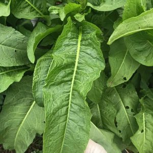 Lá Sâm Nữ Hoàng